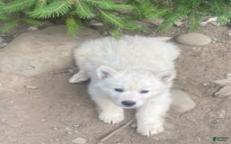 Gerberian Shepsky dogs for sale: Artic - Image 1