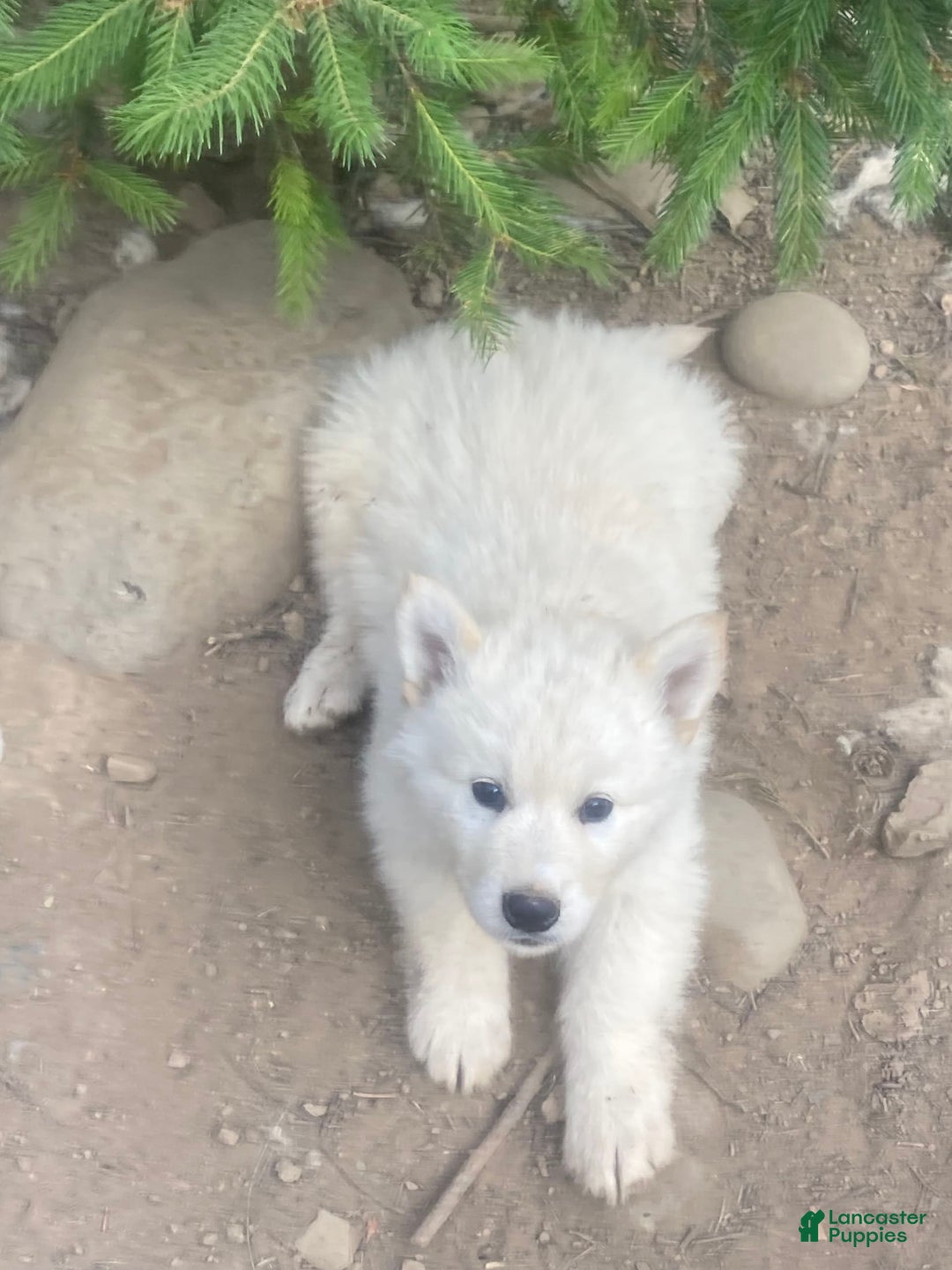 Gerberian Shepsky dogs for sale: Artic - Image 1