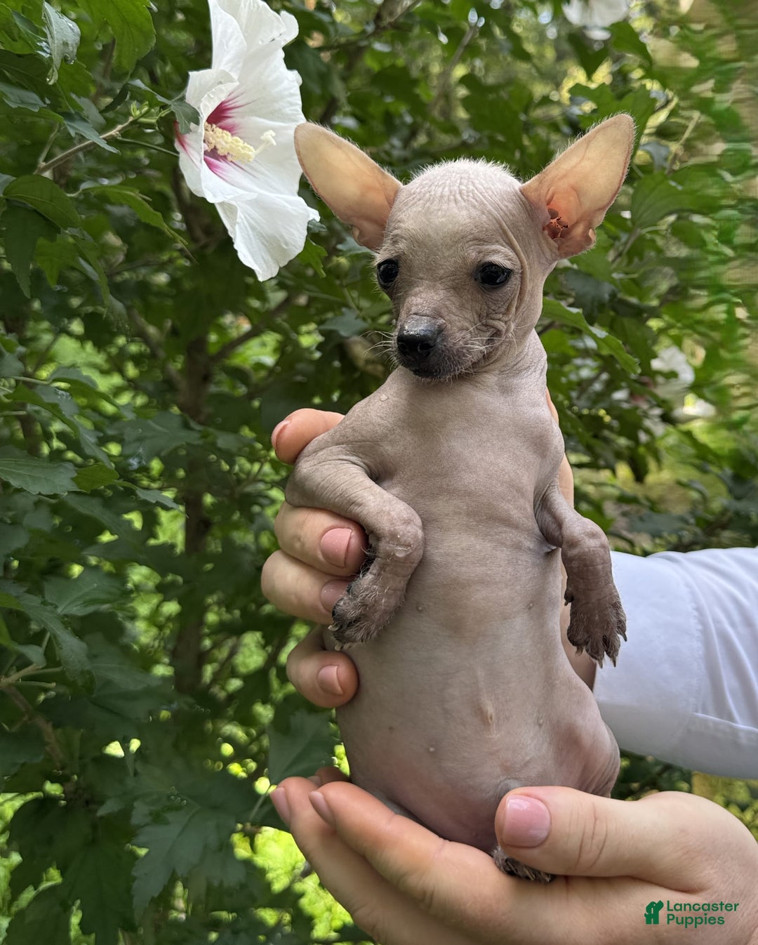 Chihuahua dogs for sale: Splinter - Image 12