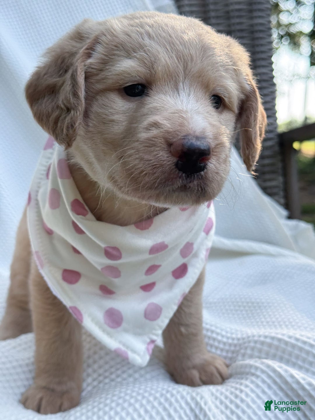 Labradoodle dogs for sale: Caramel - Image 8