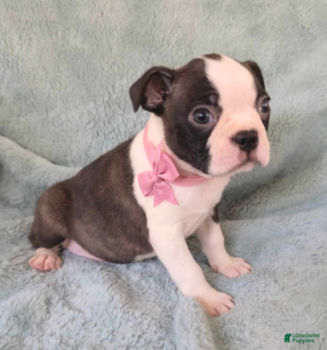 Boston Terrier dogs for sale: Faith - Image 2