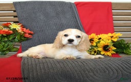 Cocker Spaniel dogs for sale: Pearl - Image 4