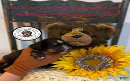 Mini Bernedoodle dogs for sale: Willows Magenta Girl - Image 11