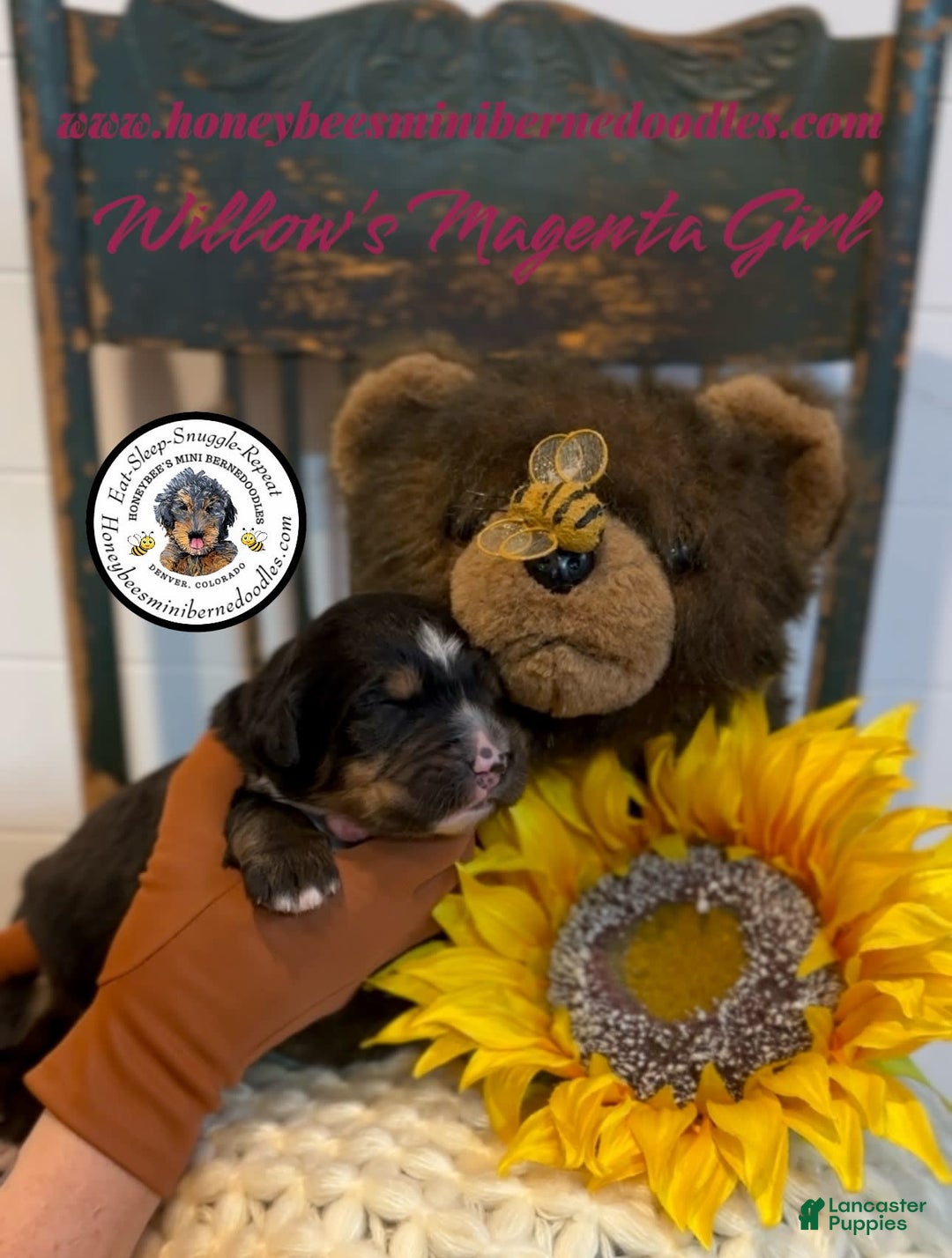 Mini Bernedoodle dogs for sale: Willows Magenta Girl - Image 11