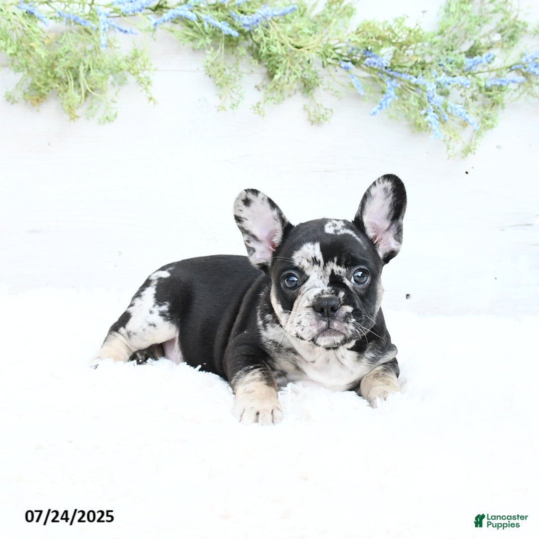 French Bulldog dogs for sale: Tonya - Image 3
