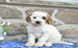 Goldendoodle dogs for sale: Sweetheart - Image 2