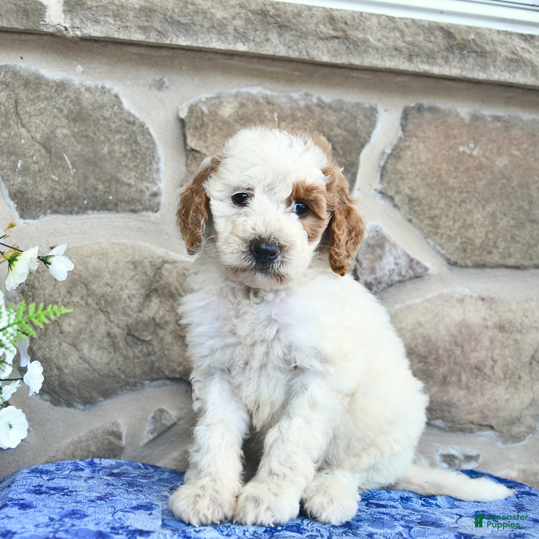 Goldendoodle dogs for sale: Sweetheart - Image 2