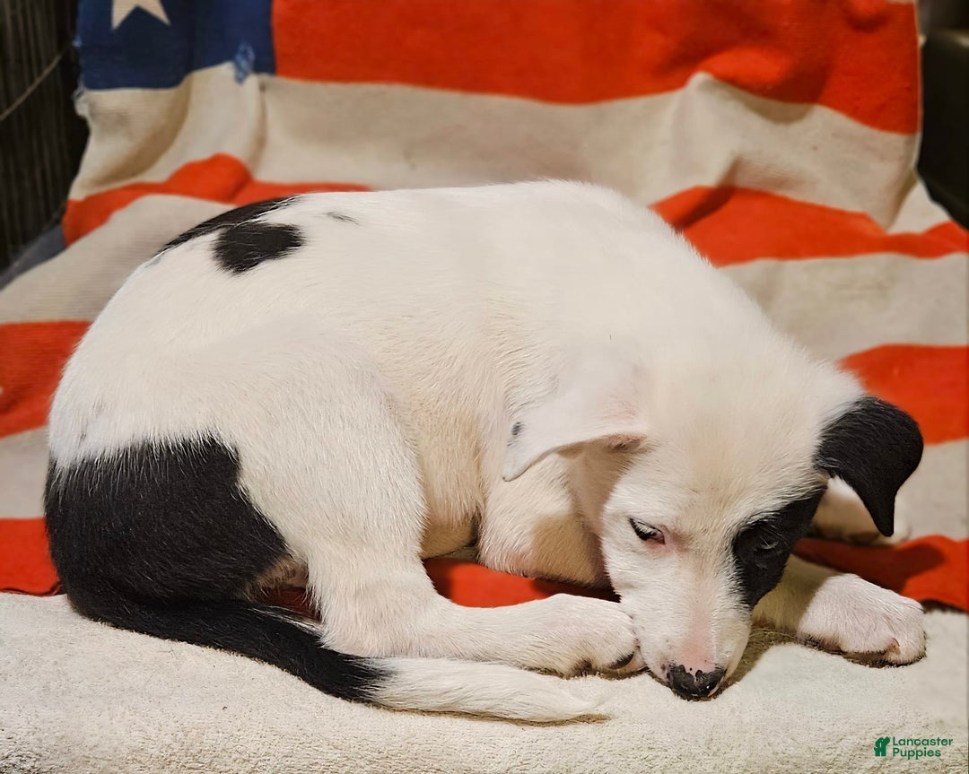 Border Collie dogs for sale: Bambi - Image 37