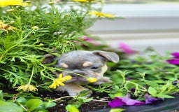 French Bulldog dogs for sale: Max - Image 6