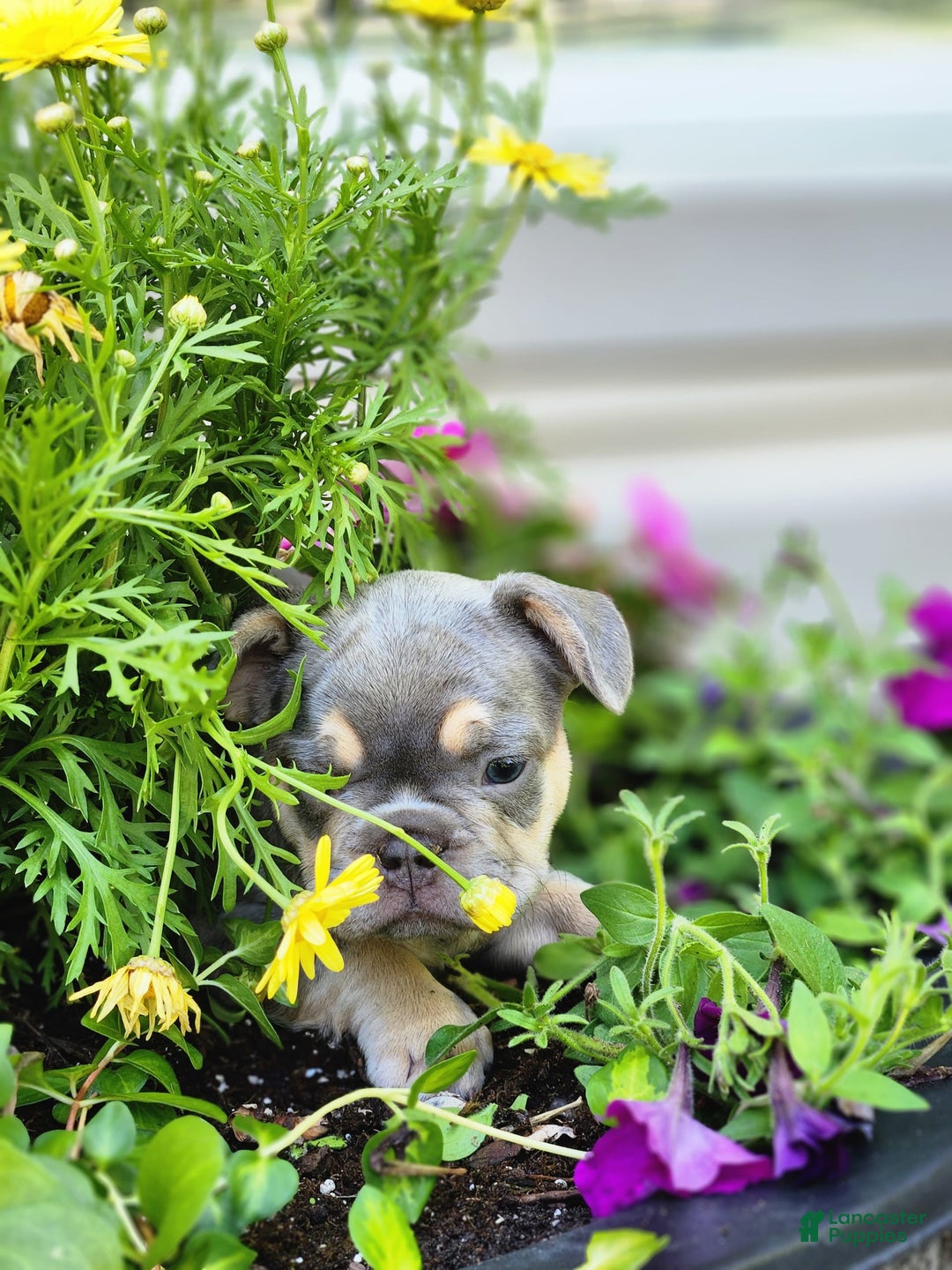 French Bulldog dogs for sale: Max - Image 6