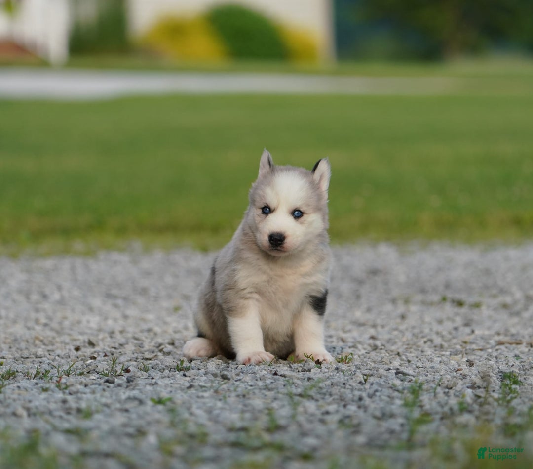 Gerberian Shepsky dogs for sale: Romeo - Image 11