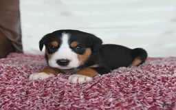 Greater Swiss Mountain Dog dogs for sale: Copper - Image 3