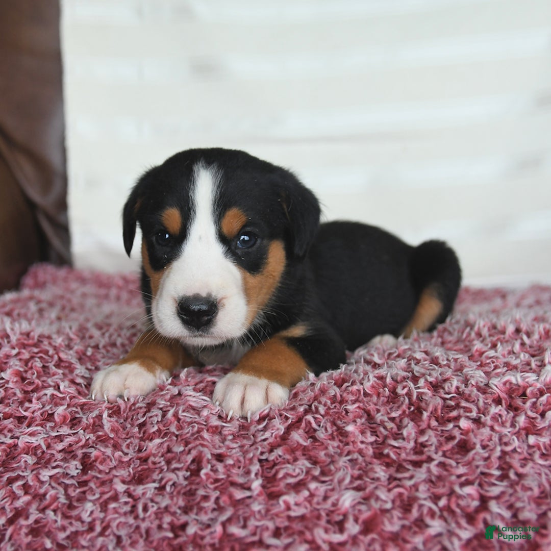 Greater Swiss Mountain Dog dogs for sale: Copper - Image 3