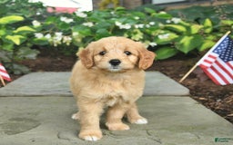 Mini Goldendoodle dogs for sale: Lainey - Image 1