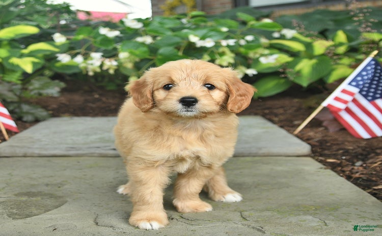 Mini Goldendoodle dogs for sale - Ad 2