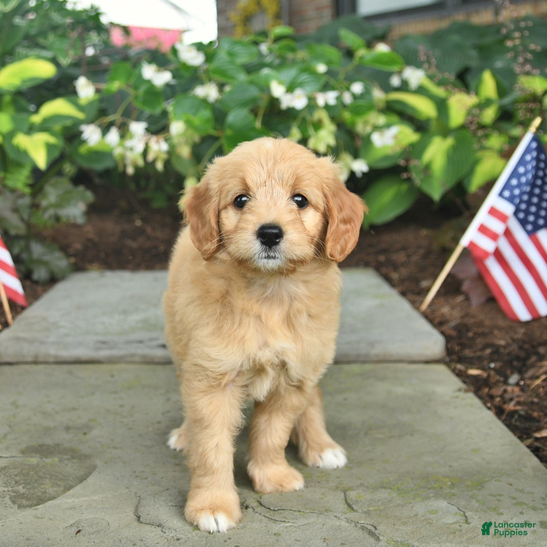 Mini Goldendoodle dogs for sale: Lainey - Image 1