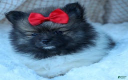 Pomeranian dogs for sale: Betzy - Image 16