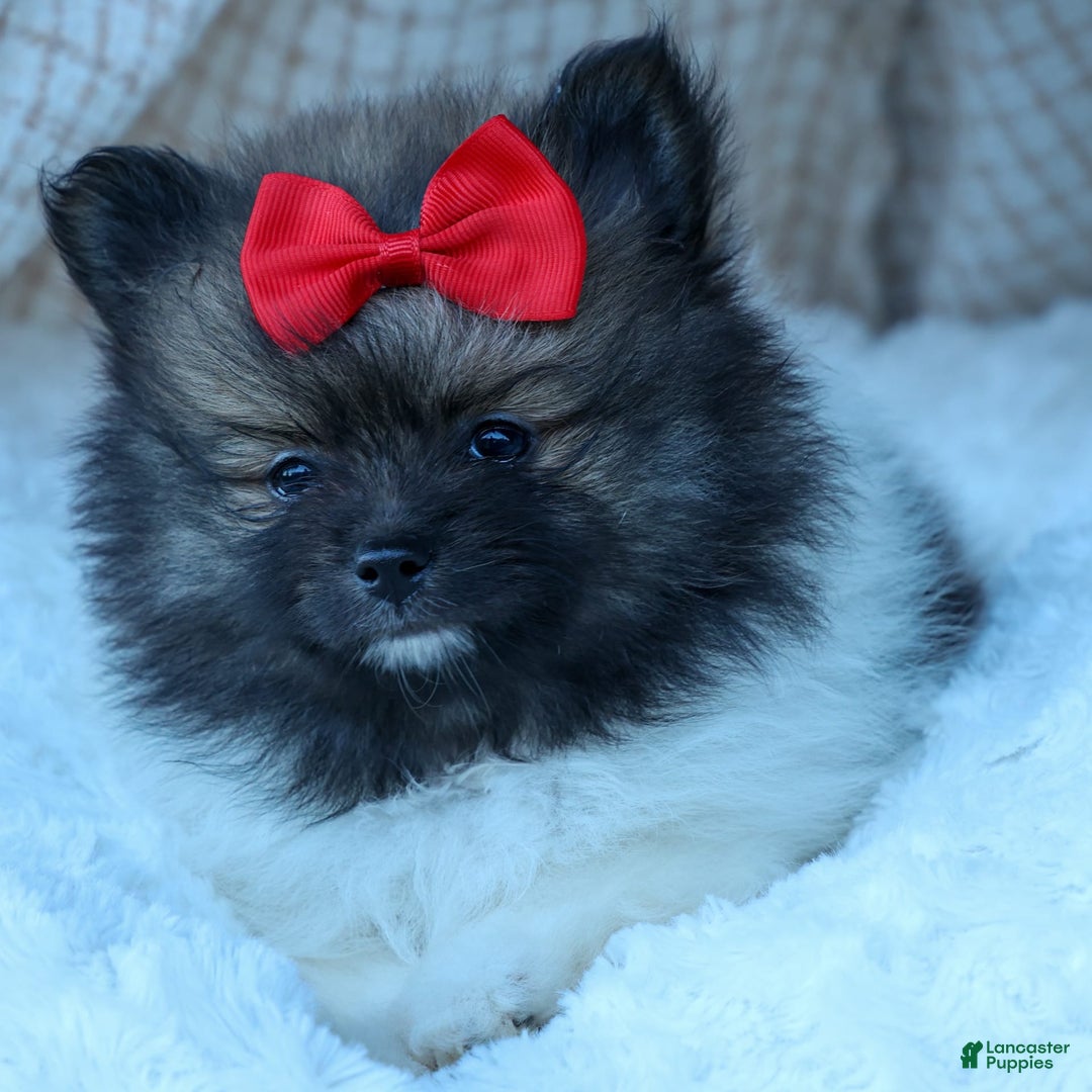 Pomeranian dogs for sale: Betzy - Image 16