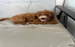 Mini Goldendoodle dogs for sale: Buddy George - Image 2