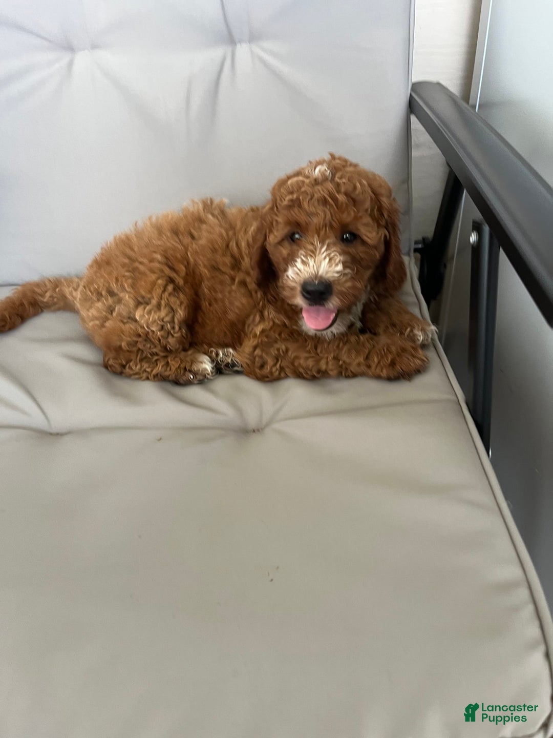 Mini Goldendoodle dogs for sale: Buddy George - Image 2
