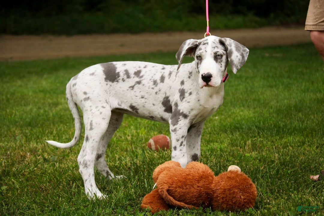 Great Dane dogs for sale: Joujou - Image 19