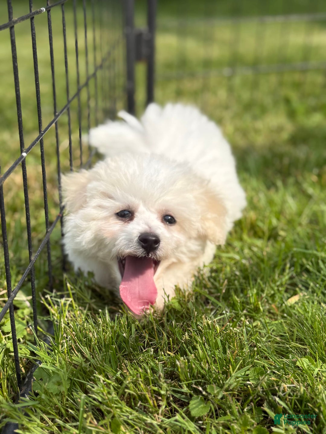 Bichon Frise dogs for sale: Buddy - Image 10