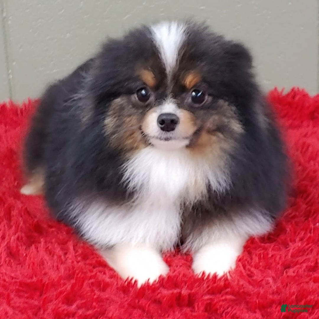 Pomeranian dogs for sale: Yovanni - Image 9