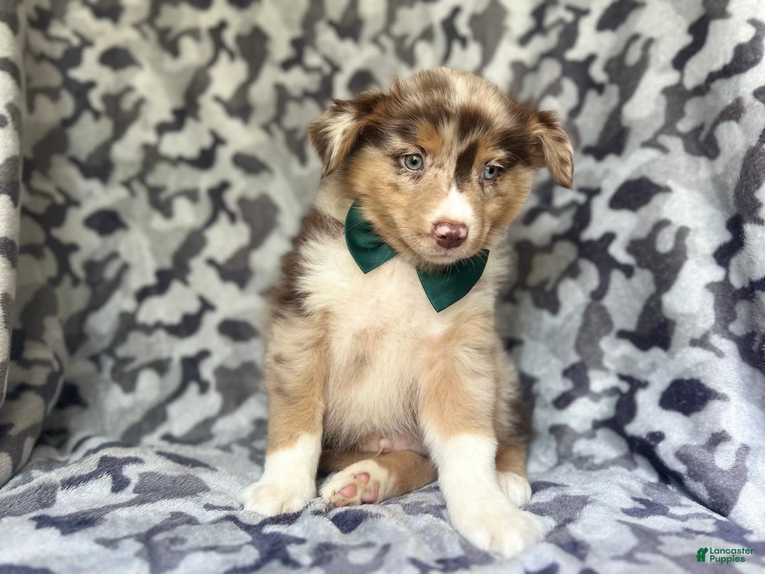 Miniature Australian Shepherd dogs for sale: Onyx - Image 1