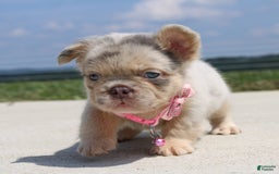 French Bulldog dogs for sale: Mia - Image 2