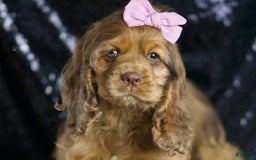 Cocker Spaniel dogs for sale: Lexi - Image 1