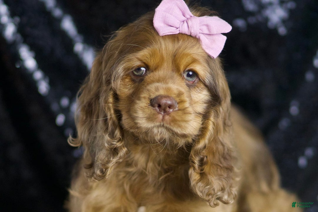 Cocker Spaniel dogs for sale: Lexi - Image 1