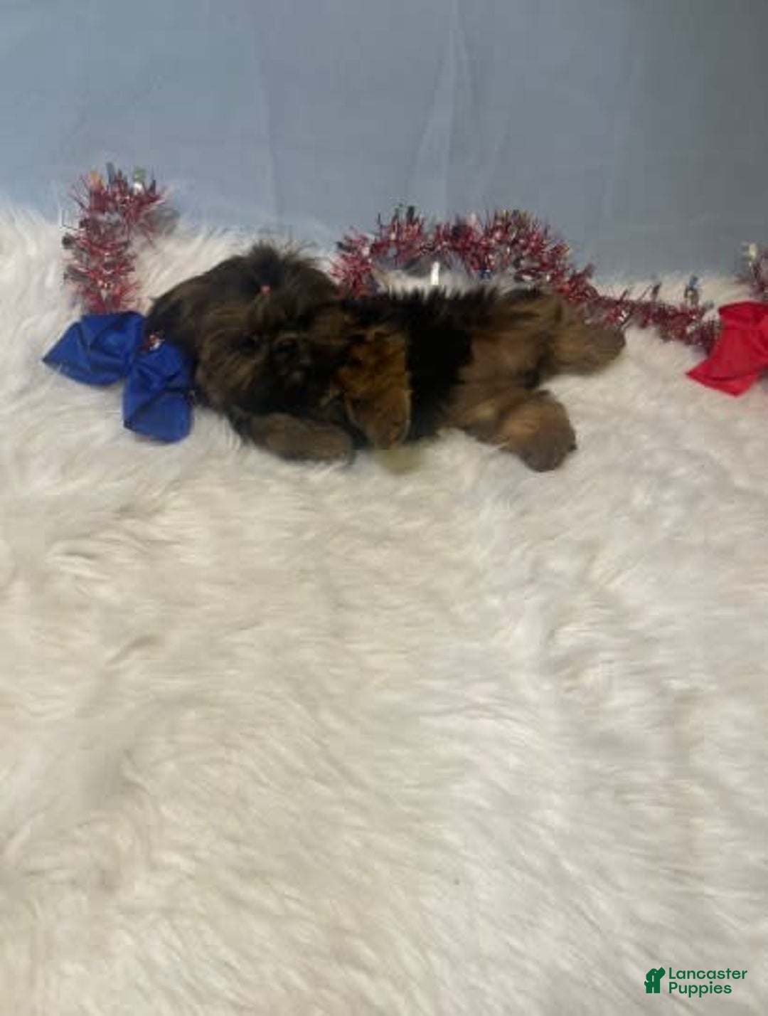 Shih Tzu dogs for sale: Leah - Image 11