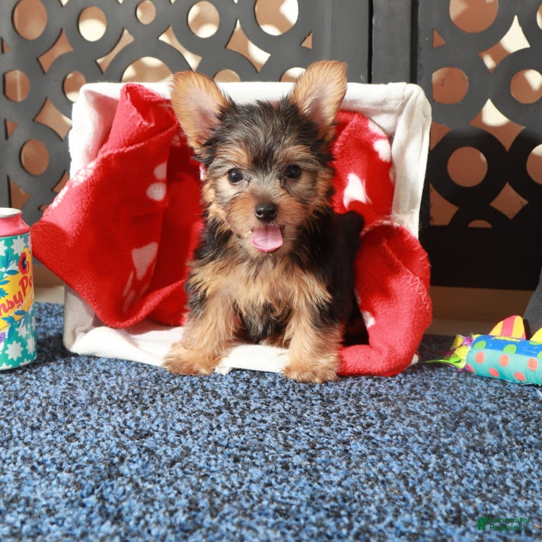 Yorkshire Terrier dogs for sale: Yorkshire Terrier 3 puppies - Image 13