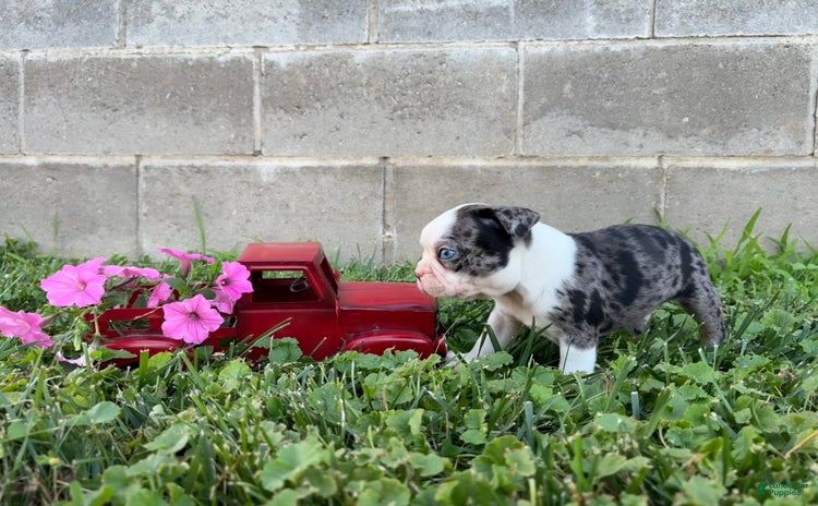 Boston Terrier dogs for sale - Ad 4