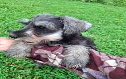 Miniature Schnauzer dogs for sale: Piper - Image 8