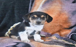 Australian Shepherd dogs for sale: Bella - Image 2