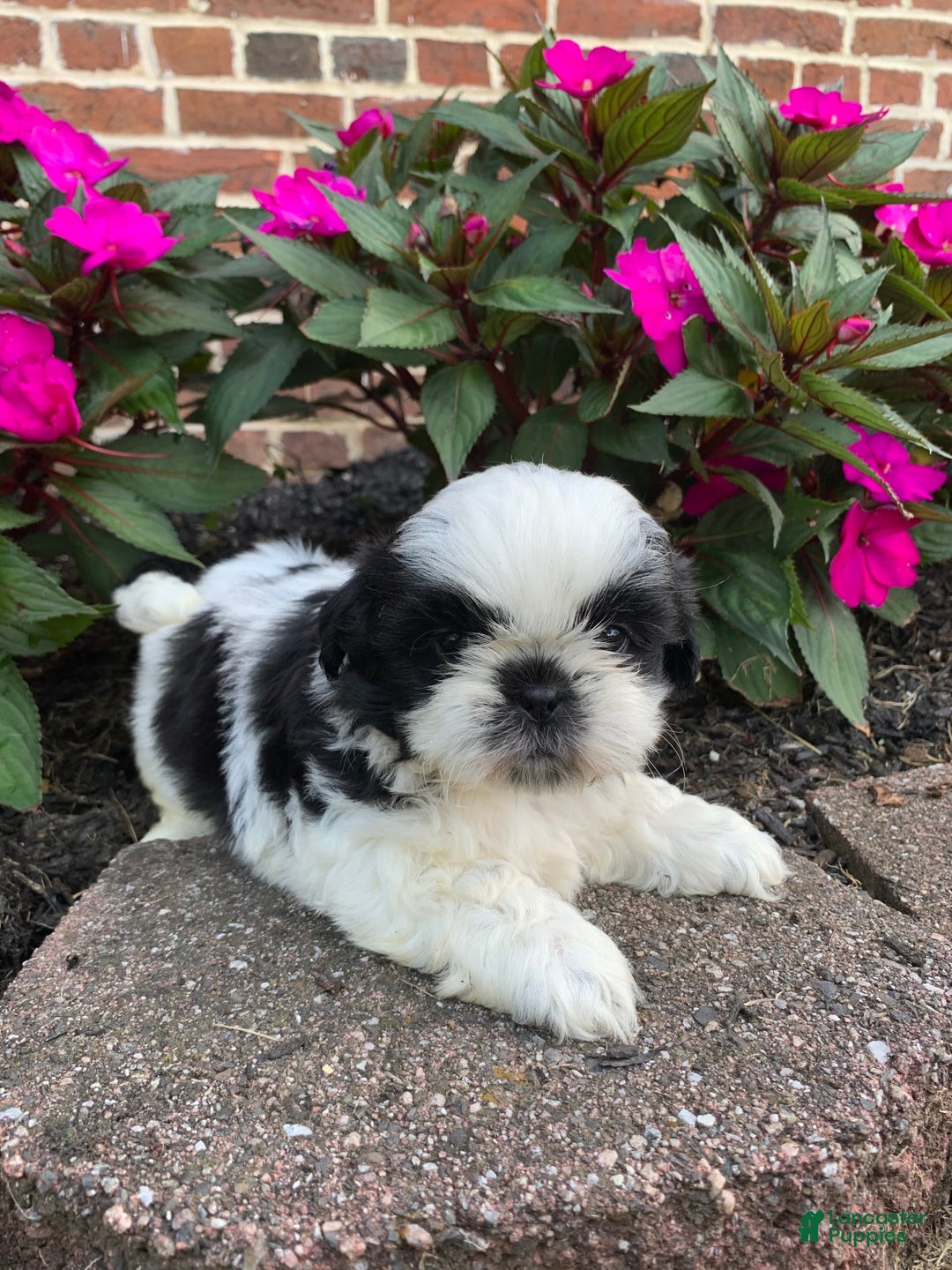 Shih Tzu dogs for sale: Ollie - Image 3