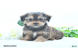 Shorkie dogs for sale: Lydell - Image 5