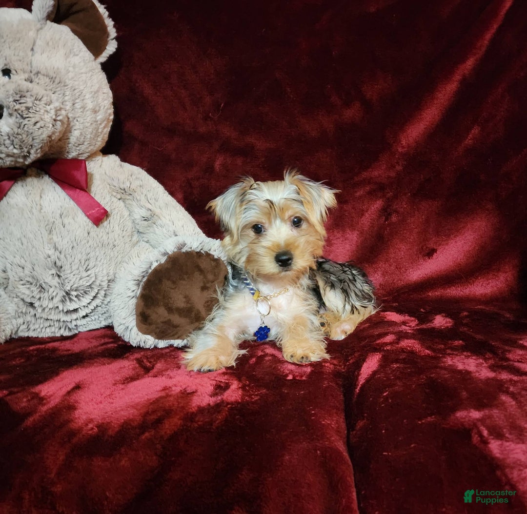 Yorkshire Terrier dogs for sale: LUCA - Image 1