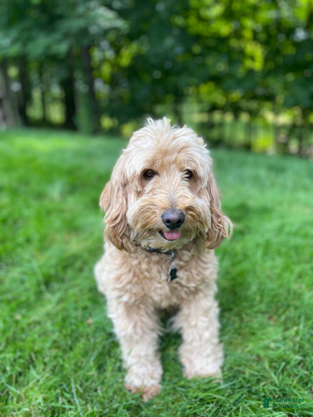 Goldendoodle dogs for sale: Lanie - Image 12