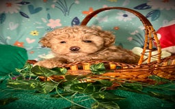 Maltipoo dogs for sale: Hanky - Image 1