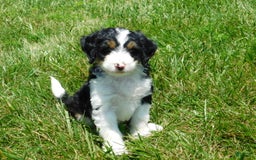 Mini Bernedoodle dogs for sale: Kallie - Image 6