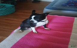 Boston Terrier dogs for sale: Lola - Image 10