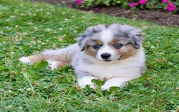 Miniature Australian Shepherd dogs for sale: Ottis - Image 6