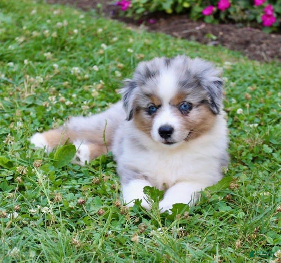 Miniature Australian Shepherd dogs for sale: Ottis - Image 6