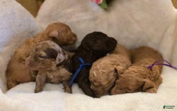 Toy Poodle dogs for sale: Hope - Image 4