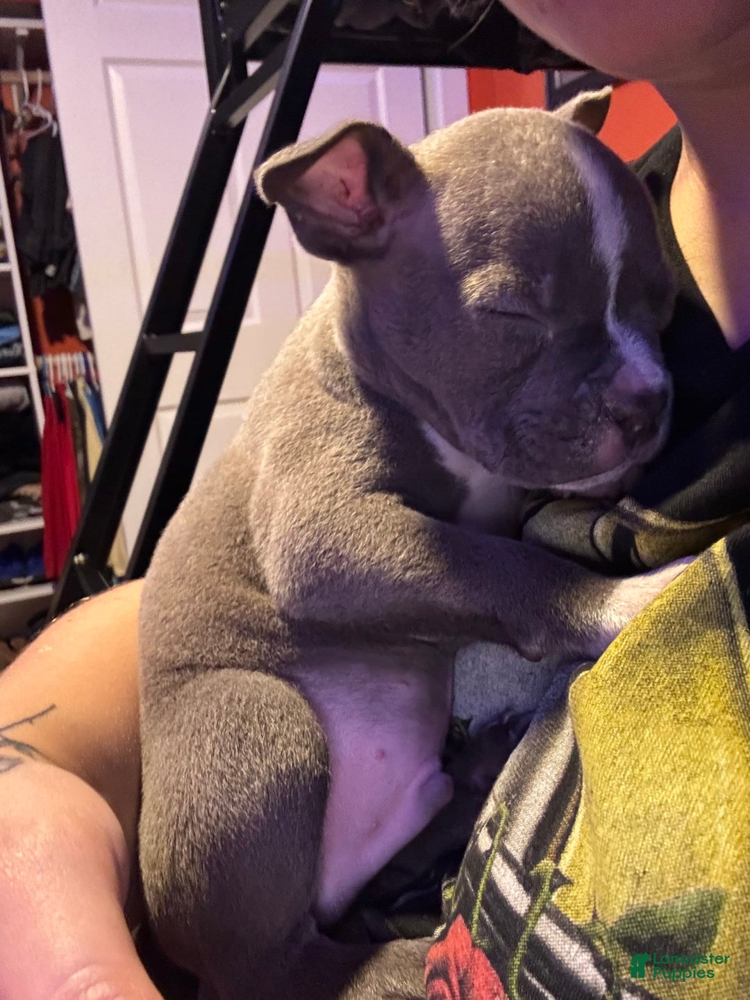 American Bully dogs for sale: Luna - Image 5