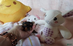 Yorkshire Terrier dogs for sale: Cc - Image 11