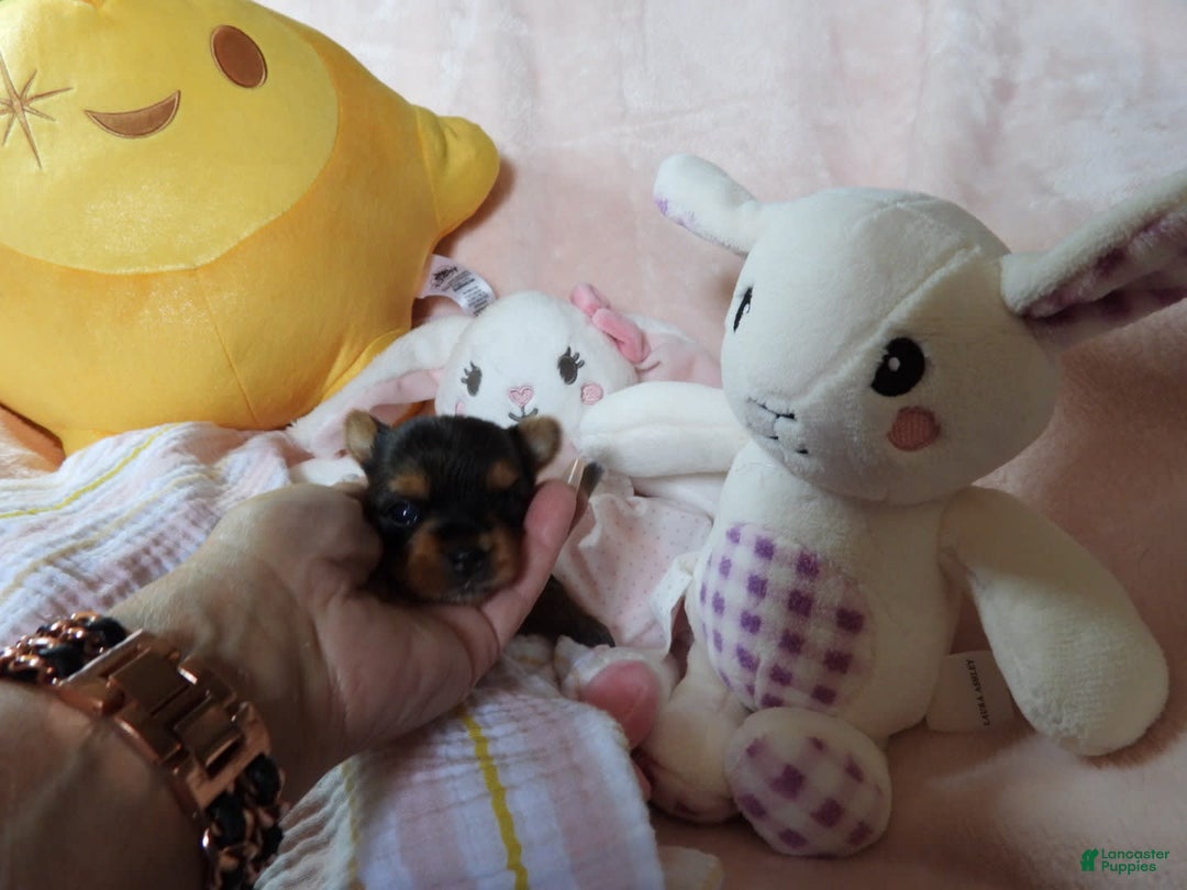 Yorkshire Terrier dogs for sale: Cc - Image 11