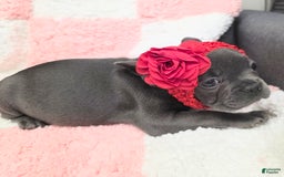 French Bulldog dogs for sale: Rosie - Image 2